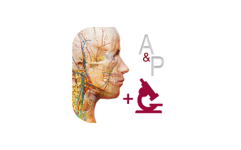 解剖和生理学 6.2.00-iPA资源站